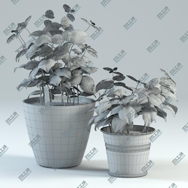 images/goods_img/20210313/Spice Herbs Collection/3.jpg